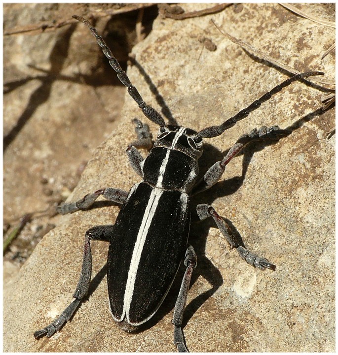 Cerambycidae?   S,  Dorcadion arenarium